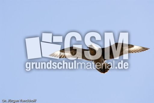 Raubmöve (Skua) (12 von 16).jpg